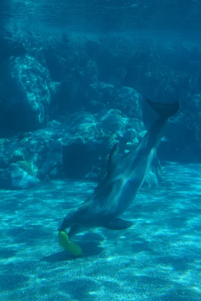Delfín mular común - Tursiops truncatus — Foto de Stock