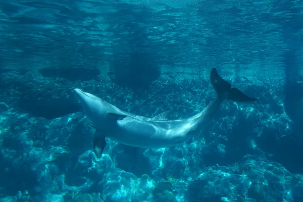 Звичайний дельфін - трункатус Турсіопса — стокове фото
