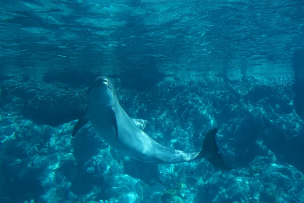 Обыкновенный дельфин - Tursiops truncatus — стоковое фото