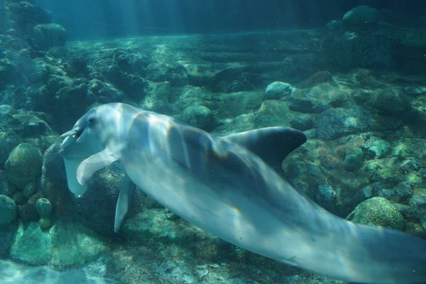 Обыкновенный дельфин - Tursiops truncatus — стоковое фото