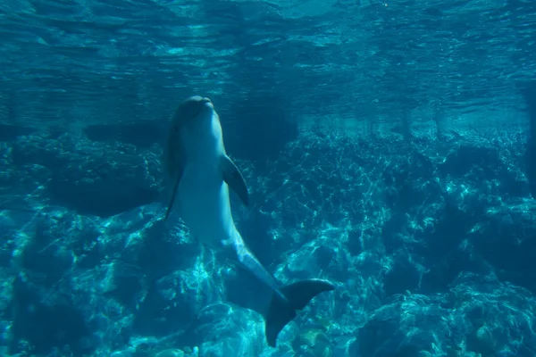 常见的宽吻海豚-太平洋宽吻截形 — 图库照片