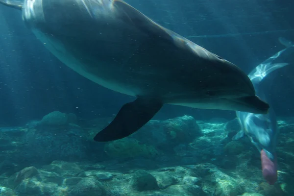 일반적인 Bottlenose 돌고래-Tursiops truncatus — 스톡 사진