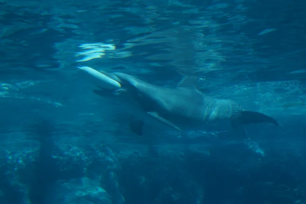 Delfín mular común - Tursiops truncatus —  Fotos de Stock