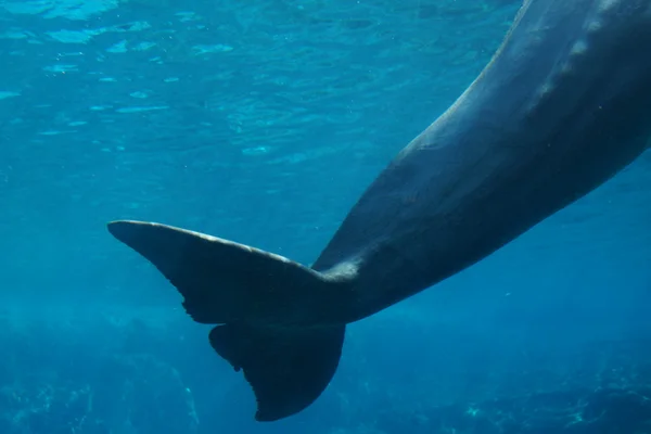 Bayağı şişe burunlu yunus - tursiops truncatus — Stok fotoğraf