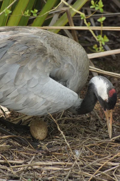 Grus grus - Kraanvogel — Stockfoto