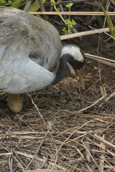 Grus grus - Kraanvogel — Stockfoto