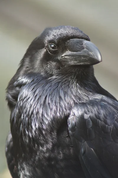 常见的乌鸦-渡鸦 — 图库照片