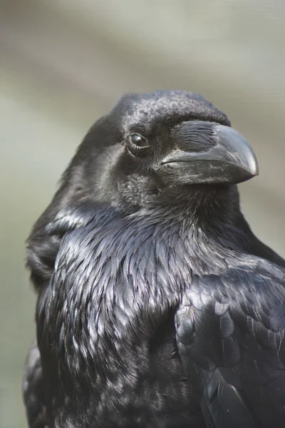 常见的乌鸦-渡鸦 — 图库照片