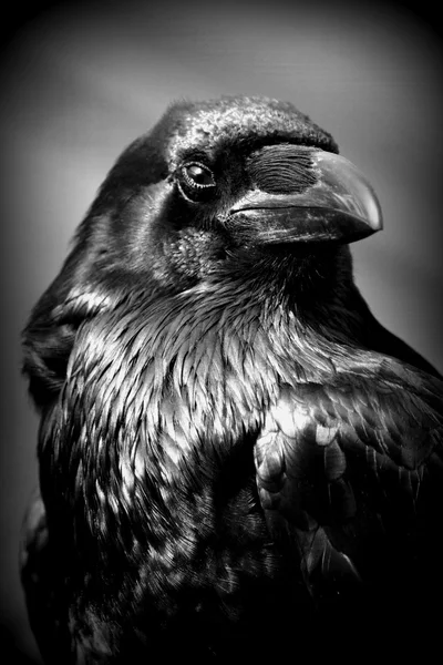 Gemensamma Raven - Corvus corax — Stockfoto