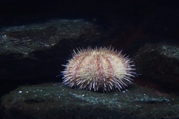 Urchin do mar comum - Echinus esculentus — Fotografia de Stock