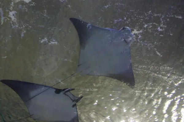 Cownose Ray i mniejszy diabeł promień — Zdjęcie stockowe