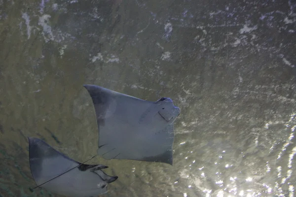 Cownose Ray and Lesser Devil Ray — ストック写真