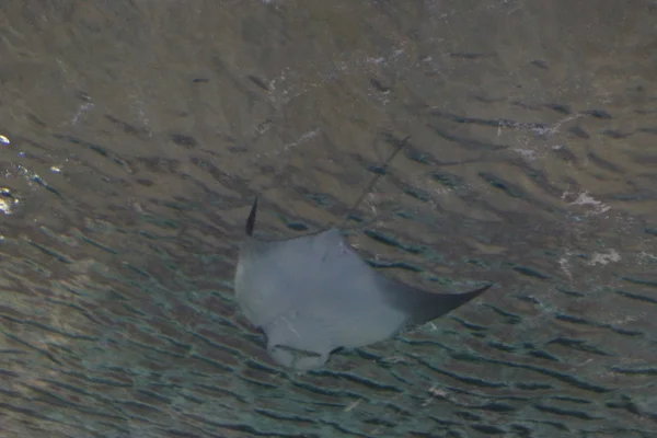 Cownose Stingray-Rhinoptera bonasus — Zdjęcie stockowe