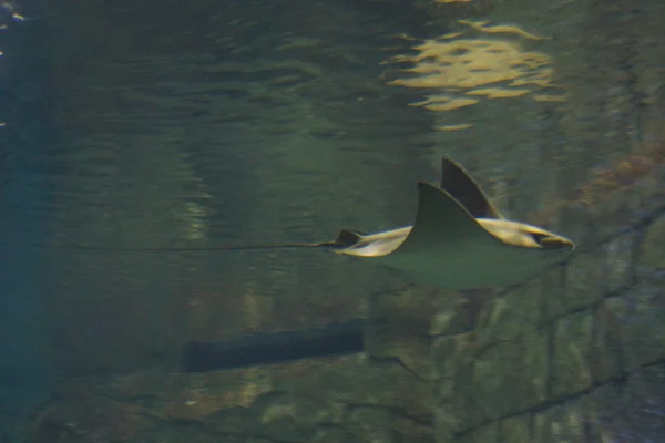 Krčeník Stingray-Rhinoptera bonasus — Stock fotografie