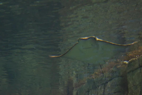 Cownose Stingray-Rhinoptera bonasus — Stok fotoğraf