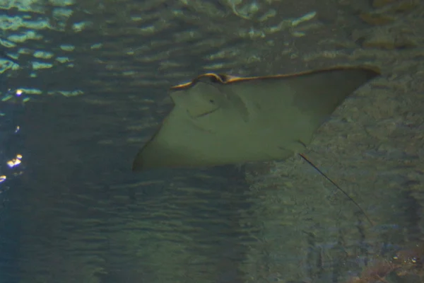 Cownose Stingray - Rhinoptera bonasus — Stock Photo, Image