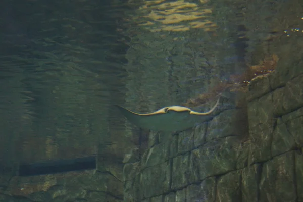 Krčeník Stingray-Rhinoptera bonasus — Stock fotografie