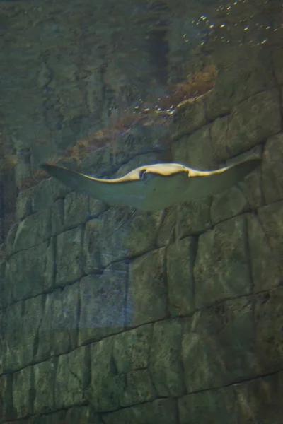 Cownose Stingray - Rhinoptera bonasus — Stock Photo, Image