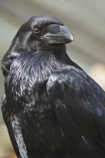 Gemeiner Rabe - corvus corax lizenzfreie Stockbilder