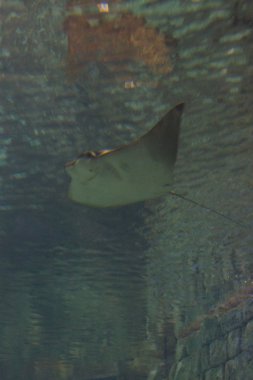 Cownose Stingray-Rhinoptera bonasus