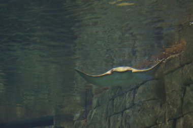 Cownose Stingray-Rhinoptera bonasus