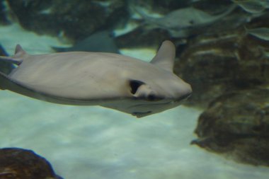 Cownose Stingray-Rhinoptera bonasus