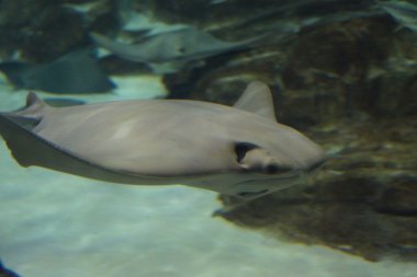 Cownose Stingray-Rhinoptera bonasus