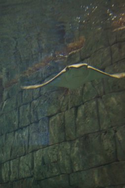 Cownose Stingray-Rhinoptera bonasus