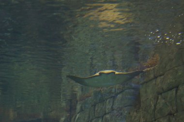 Cownose Stingray-Rhinoptera bonasus