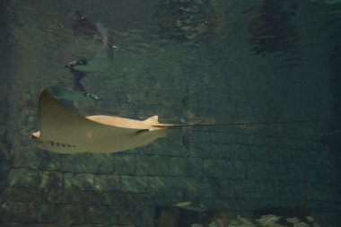 Cownose Stingray-Rhinoptera bonasus