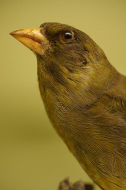 Florya - Chloris chloris