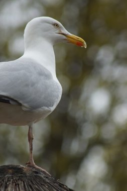 Avrupa ringa martı - Larus canus