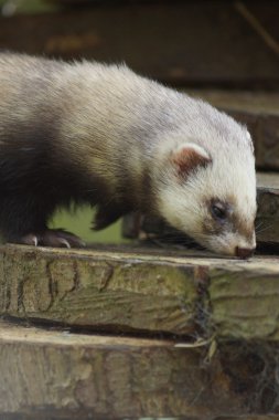 Avrupa sansar - Mustela putorius