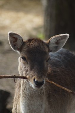 alageyik - dama dama