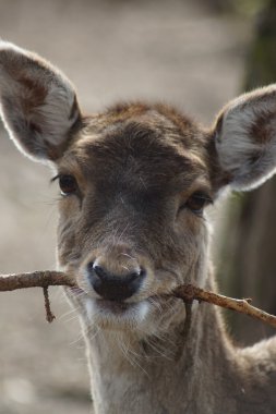 alageyik - dama dama