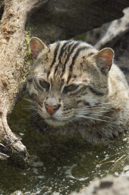 balıkçı kedi - prionailurus viverrinus