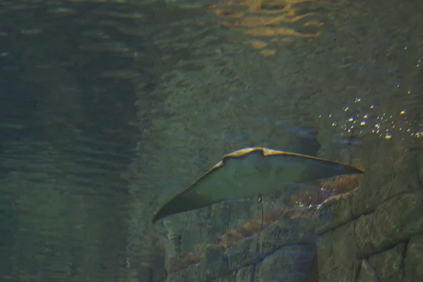 Cownose Stingray-Rhinoptera bonasus — Zdjęcie stockowe