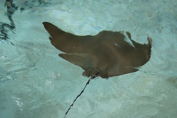 Raio Stingray - Rhinoptera bonasus — Fotografia de Stock