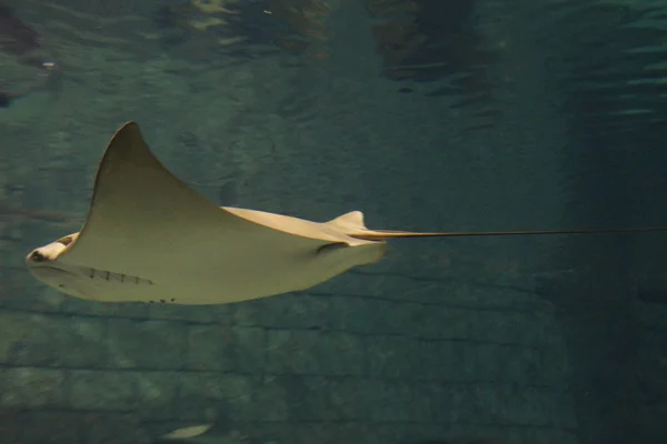 Cownose Stingray-Rhinoptera bonasus — Zdjęcie stockowe