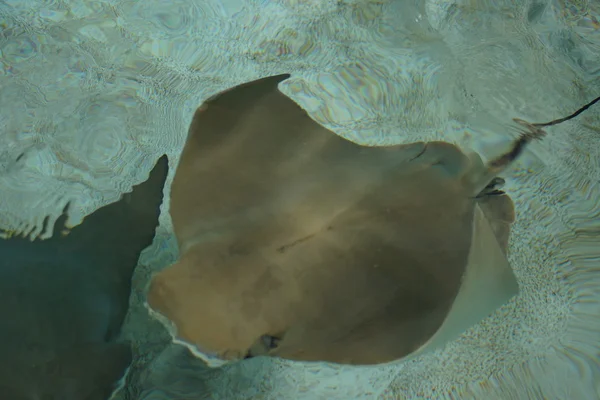 Cownose Stingray-Rhinoptera bonasus — Zdjęcie stockowe