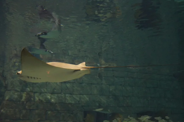 Cownose Stingray-Rhinoptera bonasus — Stockfoto