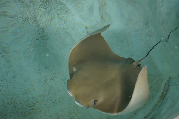 Krčeník Stingray-Rhinoptera bonasus — Stock fotografie