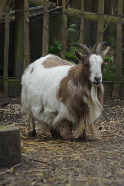 Domestic Goat - Capra aegagrus hircus — Stock Photo, Image
