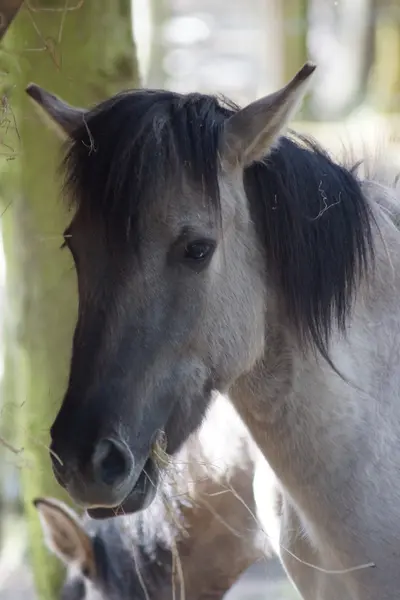 Cheval domestique - race Konik - Equus ferus caballus — Photo