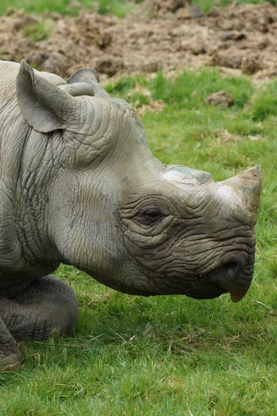 Östliches Spitzmaulnashorn - diceros bicornis michaeli — Stockfoto