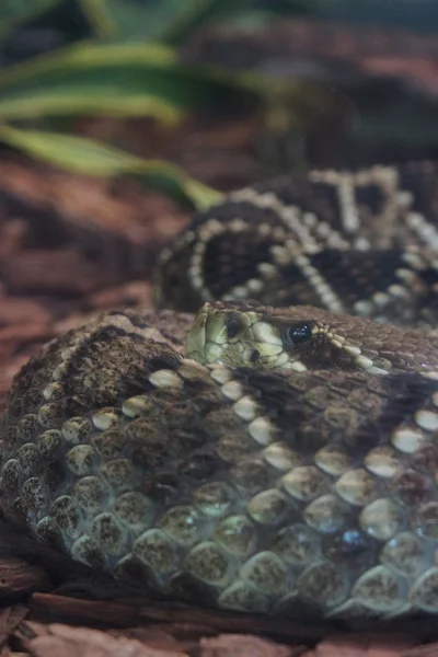 Östlig diamantskallerorm - Crotalus adamanteus — Stockfoto