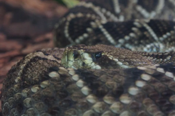 Östlig diamantskallerorm - Crotalus adamanteus — Stockfoto