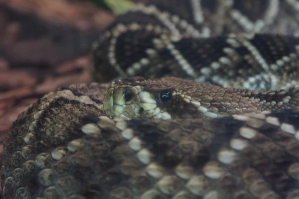 Klapperschlange mit östlichem Diamantenrücken - crotalus adamanteus — Stockfoto