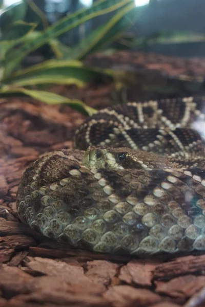 Doğu Diamondback çıngıraklı yılan - Crotalus adamanteus — Stok fotoğraf