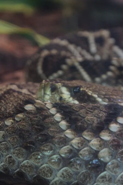 东部菱形斑纹响尾蛇-响尾蛇 adamanteus — 图库照片